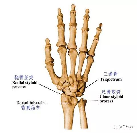 外八手位使用过程:1:两手肩宽距离,手掌撑地自然打开,虎口冲前位置.