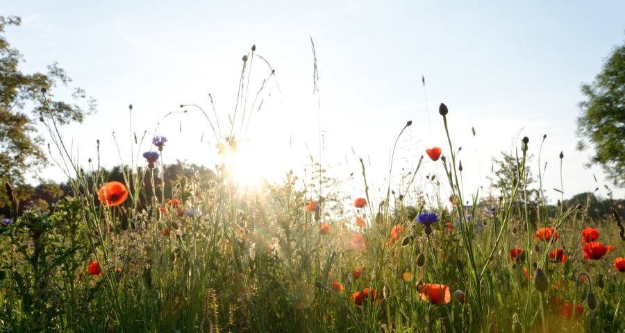 中国家电的新“黄金时代”到来了：产品场景取代低价营销-家电圈官网