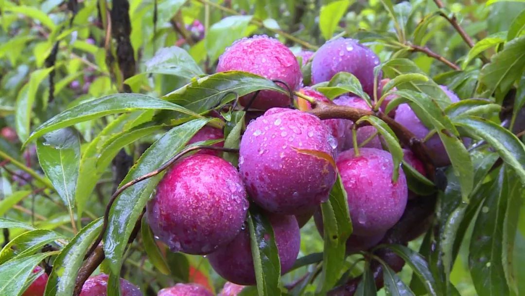 汉源县永利乡莫朵村150万斤脆红李成熟上市