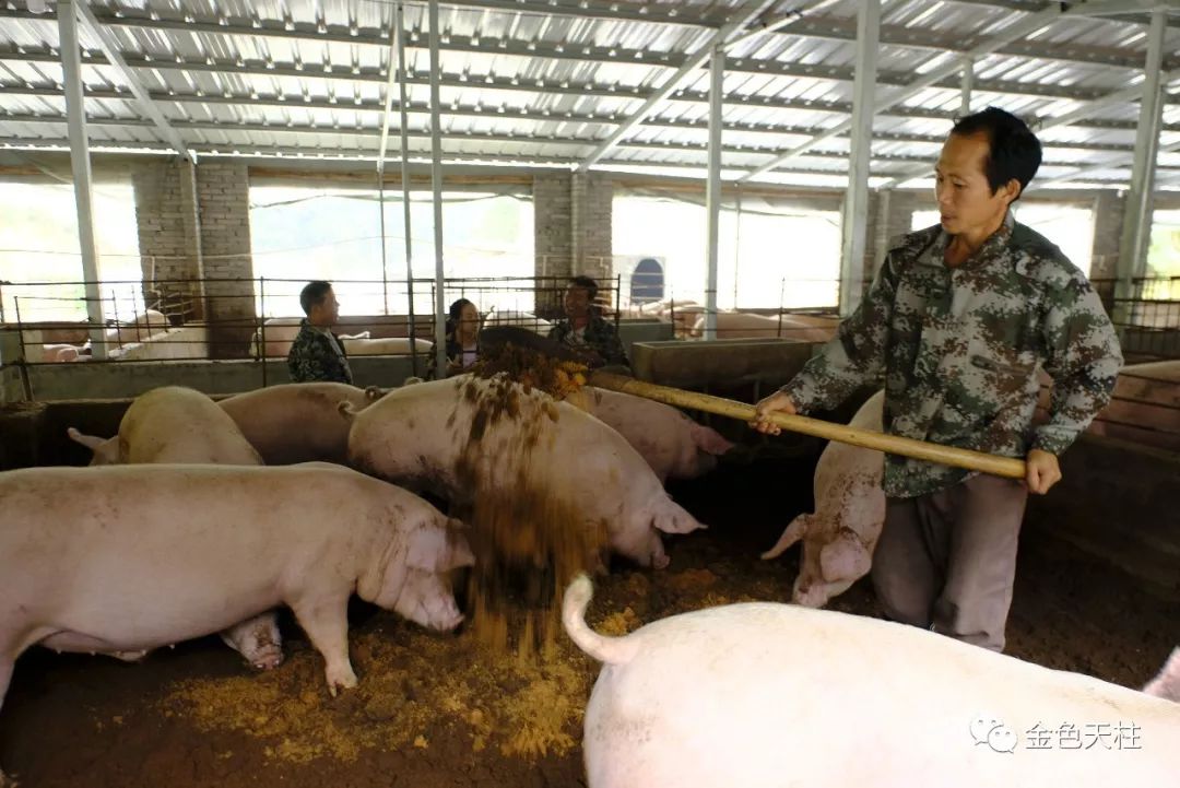 天柱建起首家规模发酵床养猪场