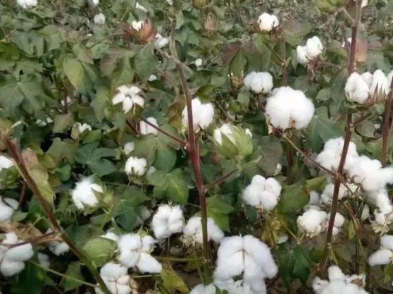 棉花即将吐絮成熟,要丰产,分开管