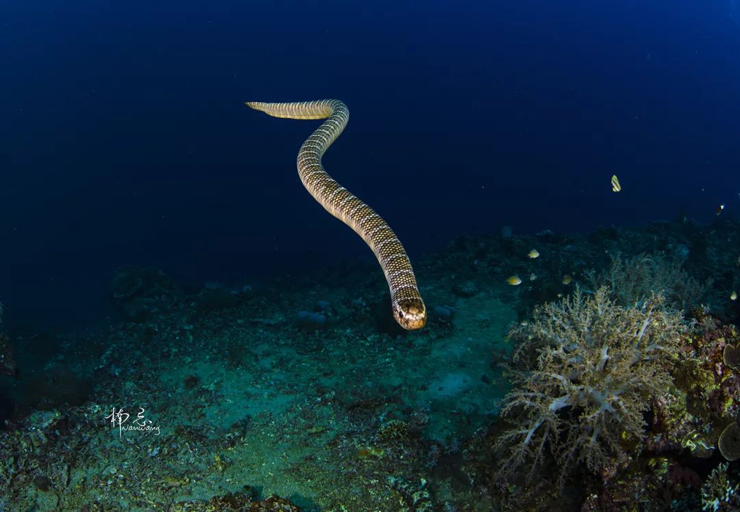 黄唇扁尾海蛇图片