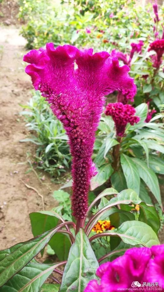 家住兴平一簇簇火红的鸡冠花盛开了