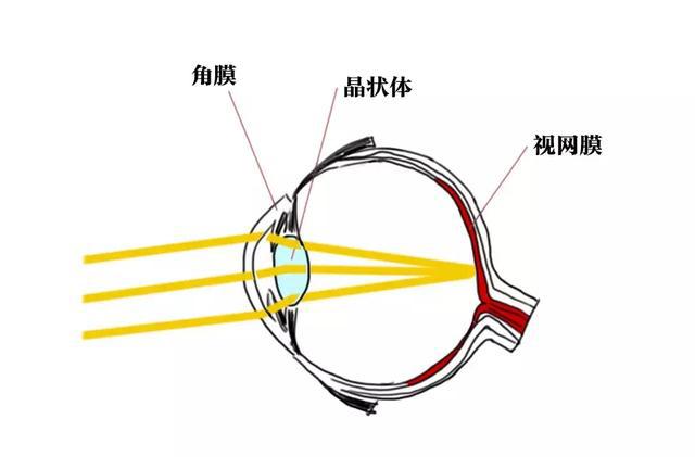 答案是肯定的_晶状体
