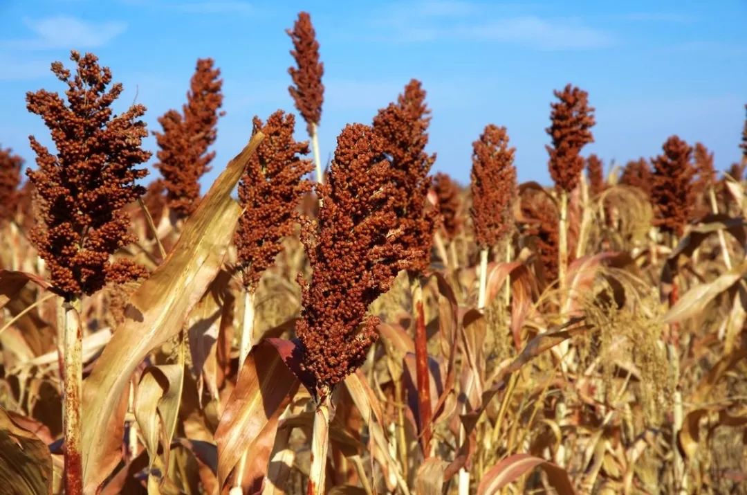 不但如此为丰富游客的观景效果金卉庄园还种植了红高粱一串串红高粱穗