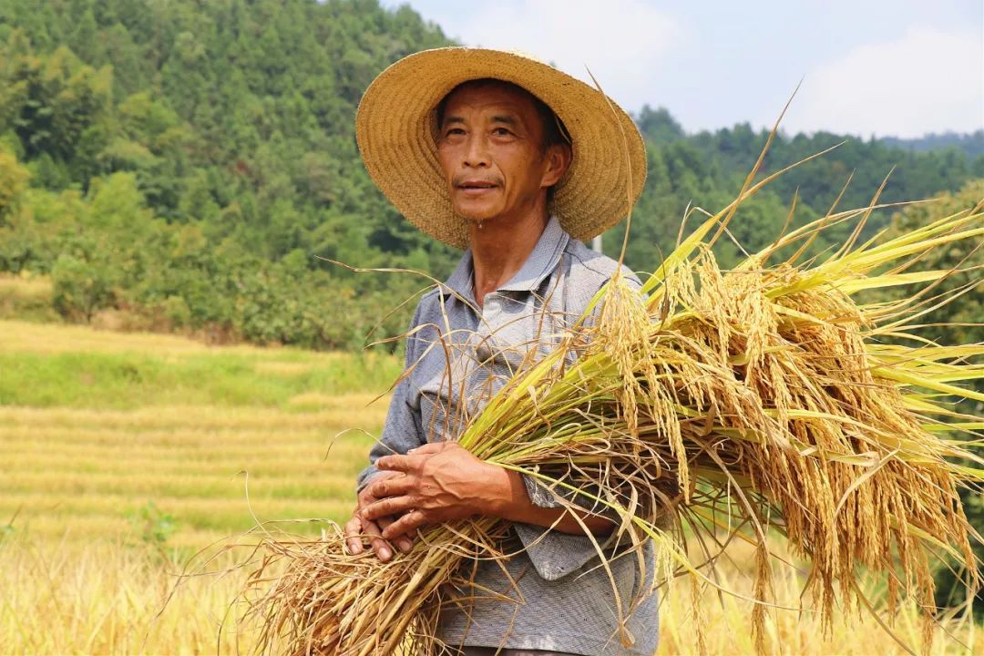了,遇到农忙的时候,他们也会因为工作没办法回来帮忙,收水稻的工作