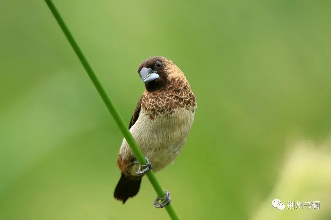 我就新奇小鳥沒有見過,那年頭,印象裡也只有麻雀,斑鳩,喜鵲等,不知道