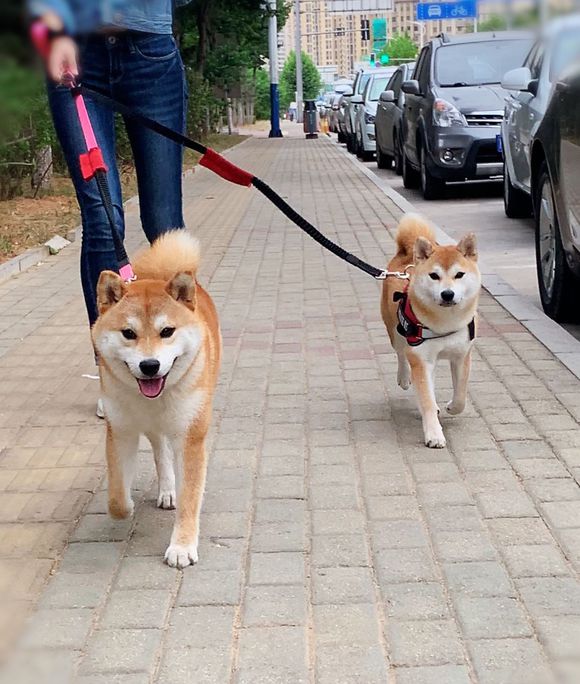 每天柴犬要出来好几次得轮班遛狗才行网友腿都遛细了