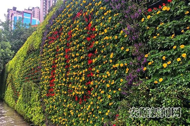 【安順社會】走過路過皆是景 花團景簇迎國慶_花牆