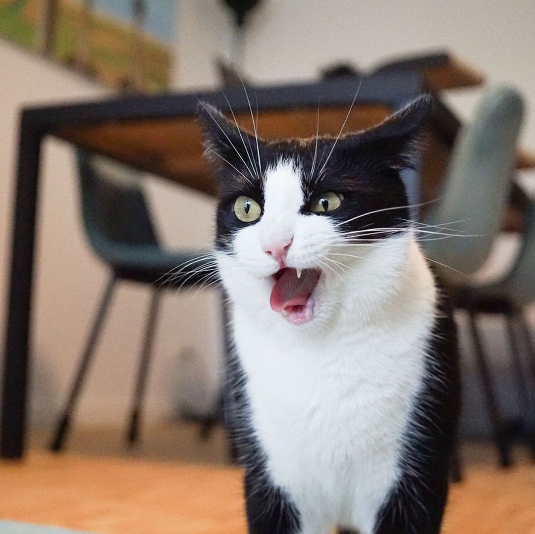 奶牛猫咪的眼睛只要变成这样可爱程度成倍增长