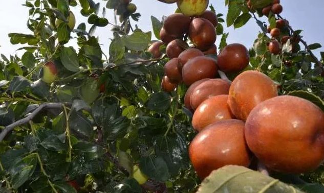 公社秒杀丨当下第一甜当属辽宁朝阳孙家湾大枣连央视都实名点赞