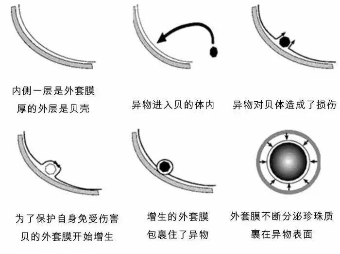 珍珠真假辨別方法-不規則珍珠/養殖珍珠、野生珍珠