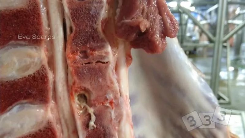 在屠宰场进行宰后检查时,在一头猪胴体的脊柱中观察到这种化脓现象.