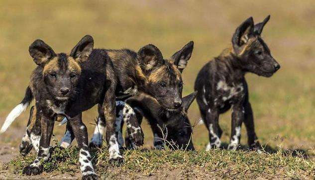 草原大哥是狮子二哥是鬣狗三哥是谁