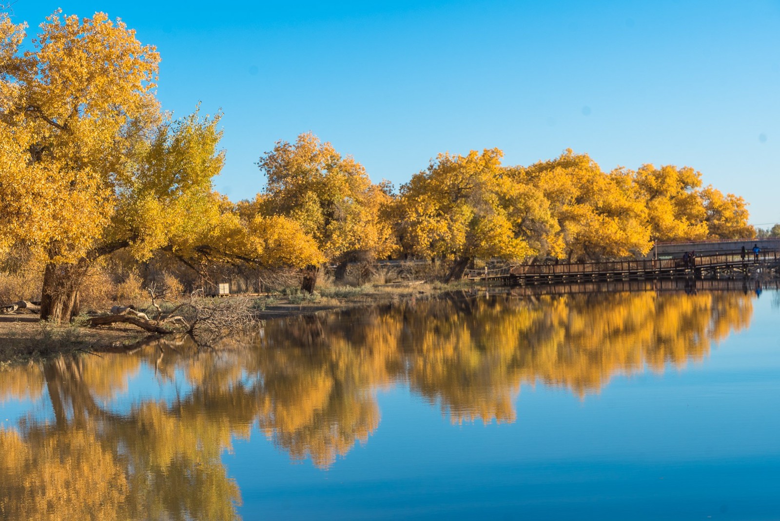 原创纳木措额济纳旗拉纳帕海来这里寻找最美秋色错过等一年