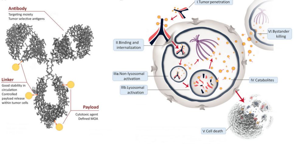 内爆癌细胞跨越百年的魔法炸弹抗体偶联药物真不愧是抗体药物王冠上的