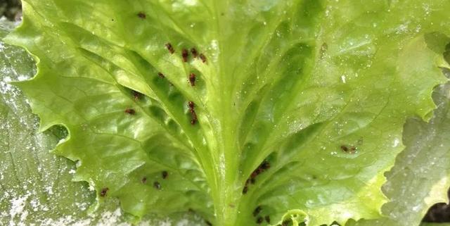 蚜虫比菜长得还快,又不敢打药怎么办?