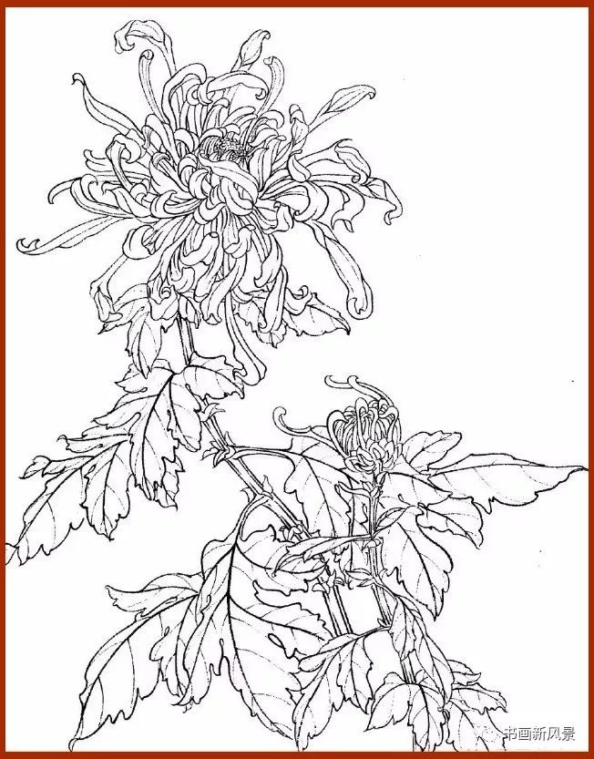 菊花白描画谱有这些资料画菊更绚烂