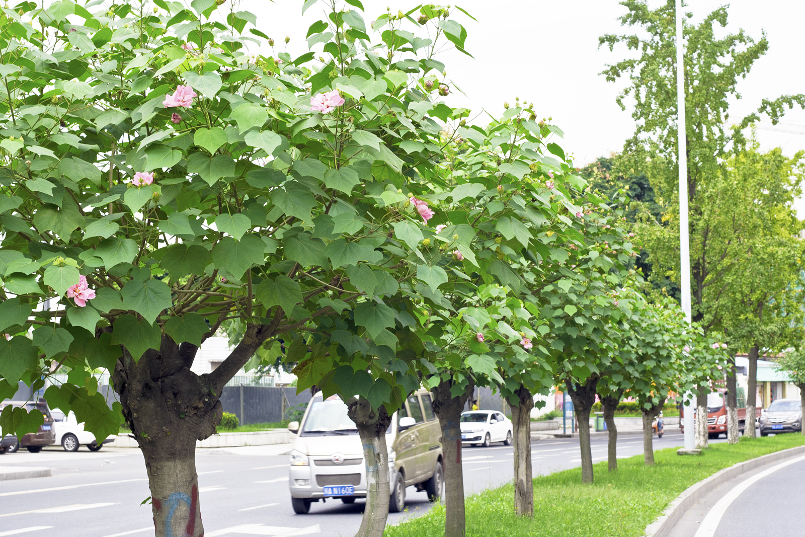 成都市植物园400株芙蓉新品种将在天府芙蓉花节亮相