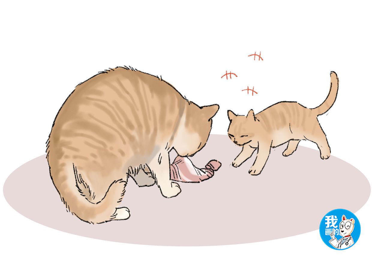 原创女孩好心喂食流浪猫,却越喂越瘦,跟过去一瞧心都碎了