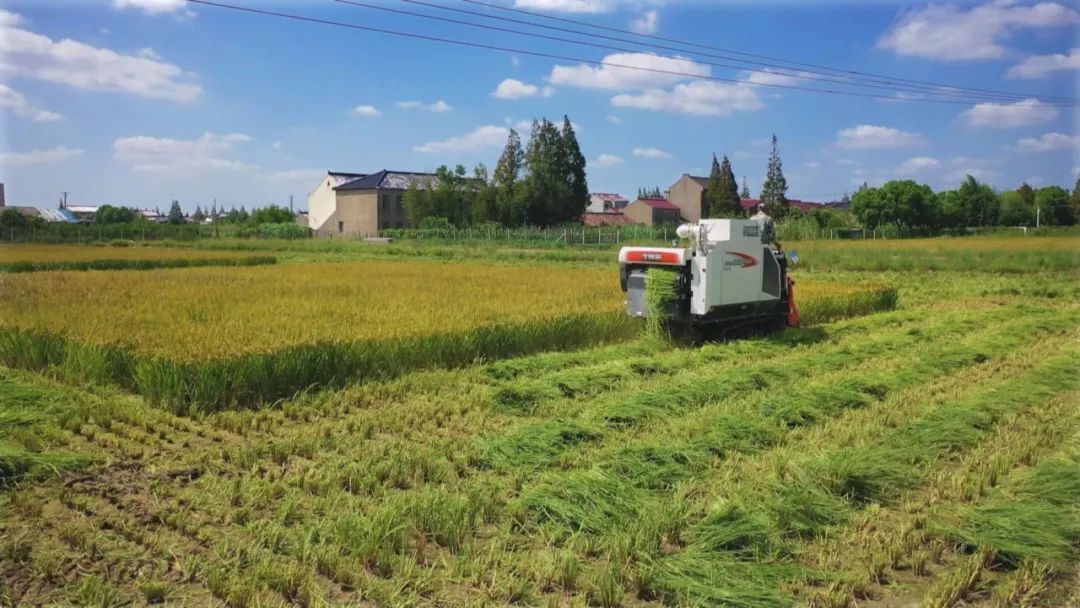 稻田美成了一幅画!奉贤"国庆稻"进入大面积收割季