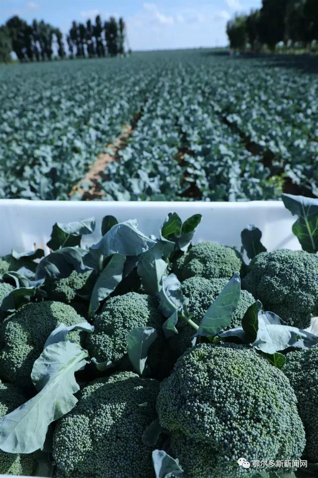 鄂托克前旗传承红色基因凝聚奋进力量