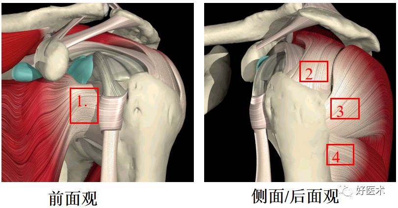 1. 鎖骨2. 肩峰 3. 喙突 4. 肱骨頭 5. 關節盂前方的韌帶1.