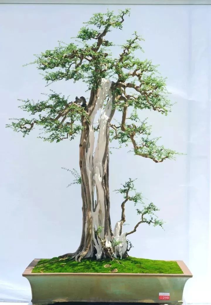 自然类树桩盆景造型10大式样_干式