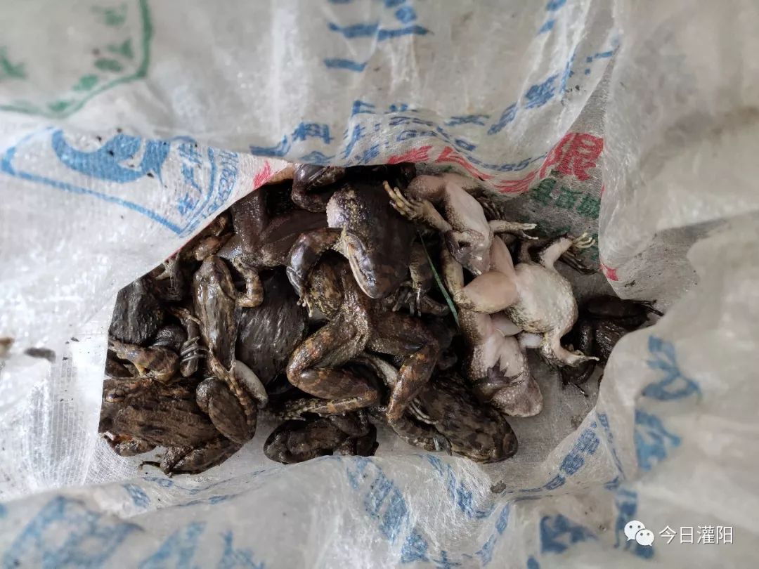 蚂拐莫乱拿桂林有人拿蚂拐被抓了