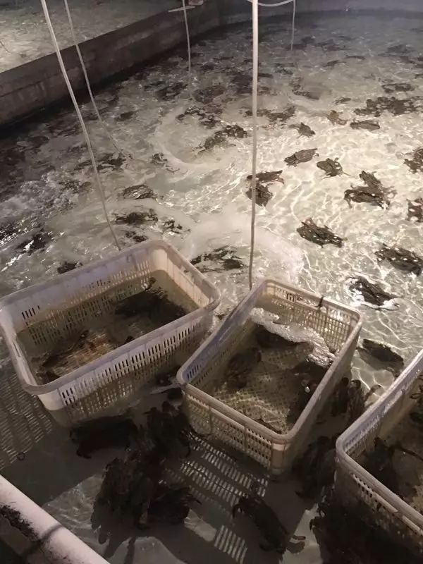 幸好这里有!_梭子蟹