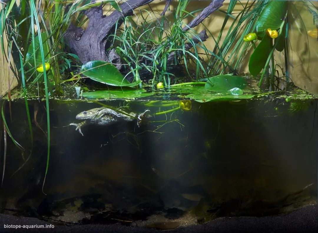 都是些什么神仙作品一起来膜拜2019群落生境造景大赛作品