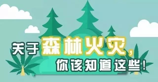 森林管护——守护绿色未来的科学之道