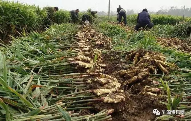 水源宫八一瑶族新村▲品尝下社西瓜▲乌石岭新村民宿▲红色遗址/乐夫