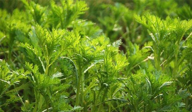 原创秋季是喜欢凉爽蔬菜的播种季节小茴香种植要注意什么其实不难