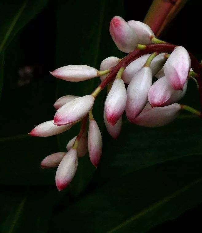 古代文人为何爱用豆蔻比喻少女你看看豆蔻花长啥样就明白了