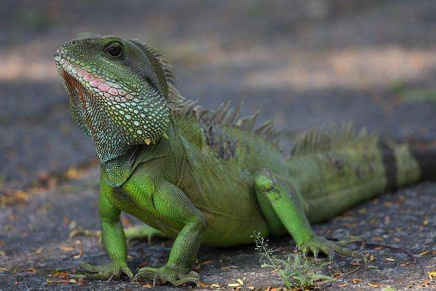 中国水龙性情十分温驯野生的容易捕捉但是不好养