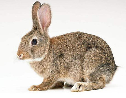 灰栗兔口角炎症状灰栗兔口角炎有什么症状