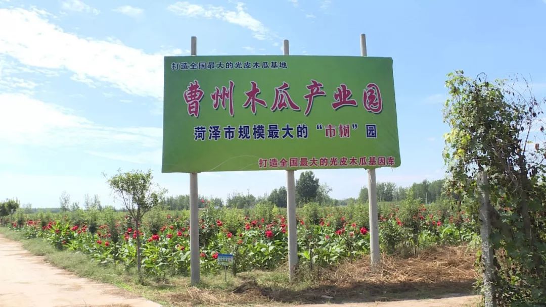 与商圣牡丹不同的是作为一家每年都参加林交会的参展商曹州木瓜产业园