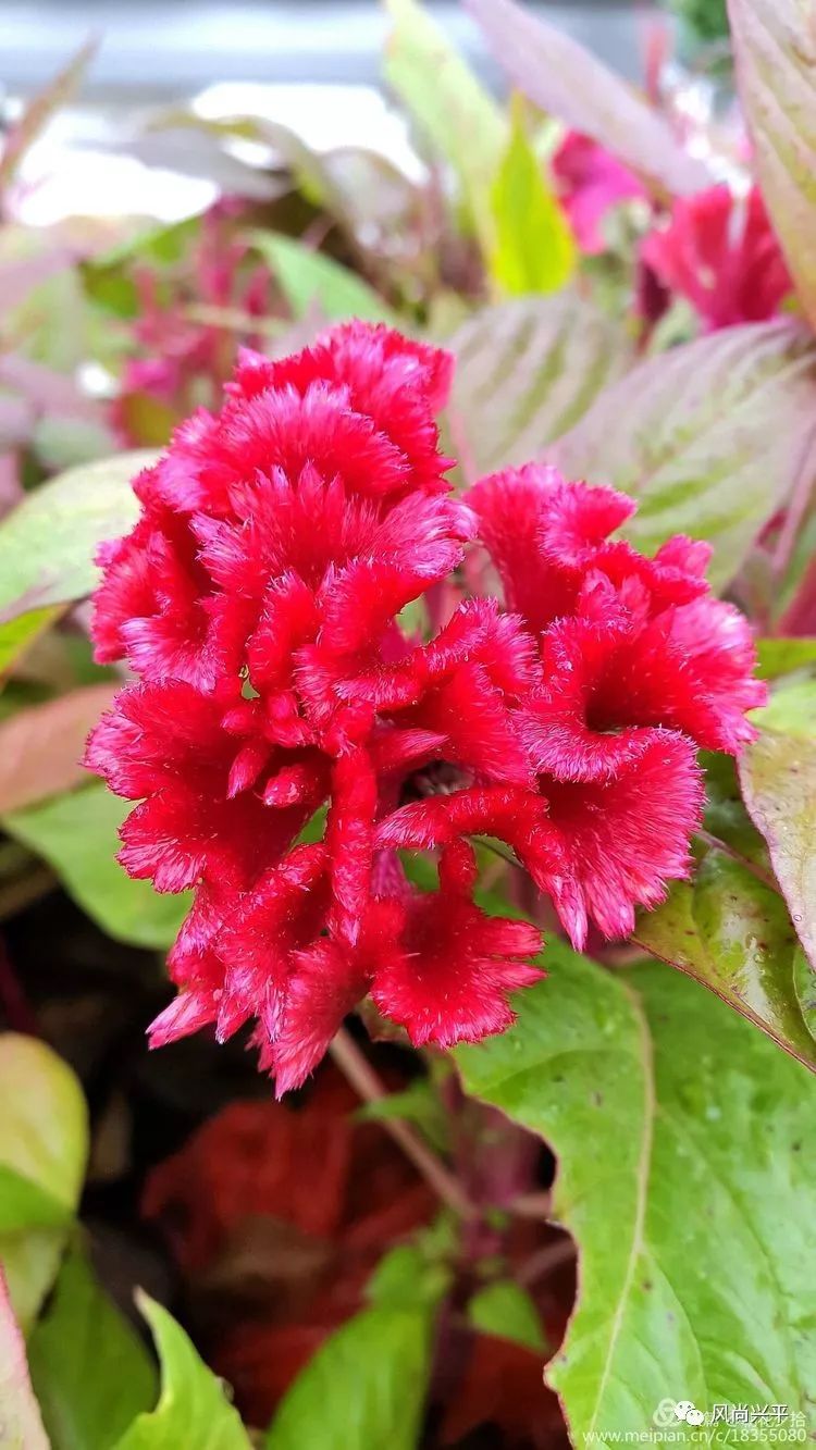 家住兴平一簇簇火红的鸡冠花盛开了