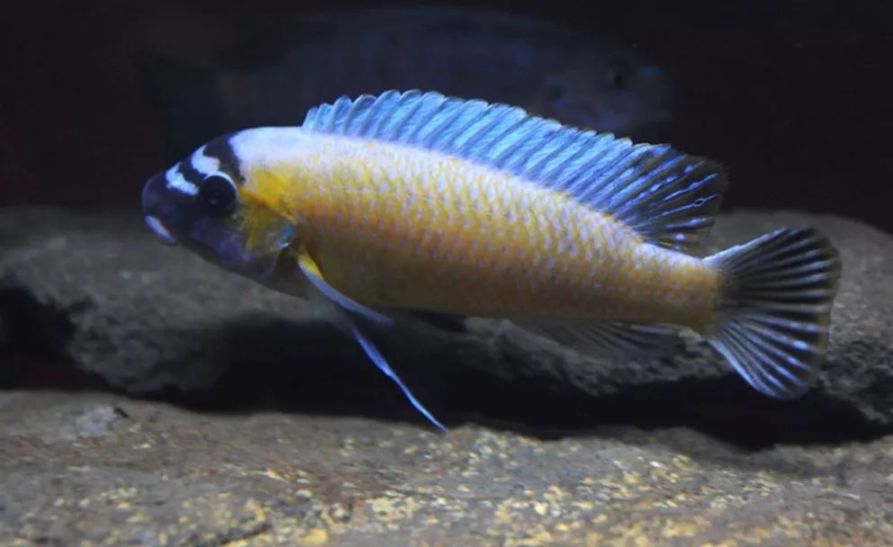 fuelleborni namalenje island富乐邦勾鼻'mbj小丑'labeotropheus