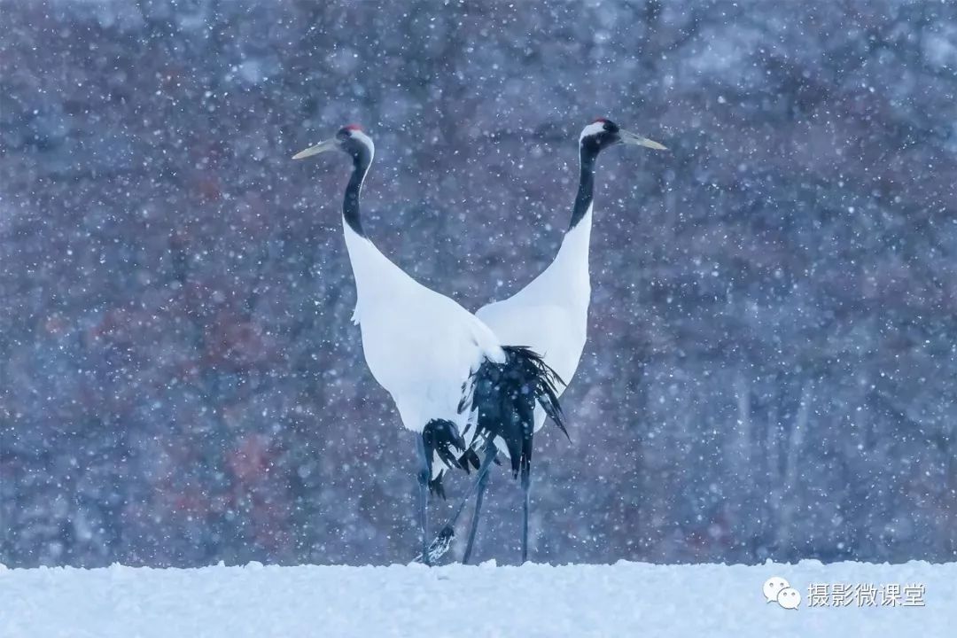 1月5日-12日【冬の北海道】雪季自然风光-仙鹤-虎头海雕摄影团