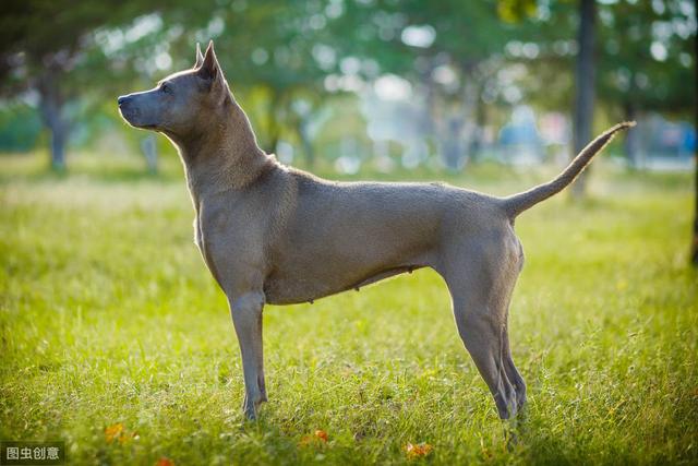 泰皇犬图片