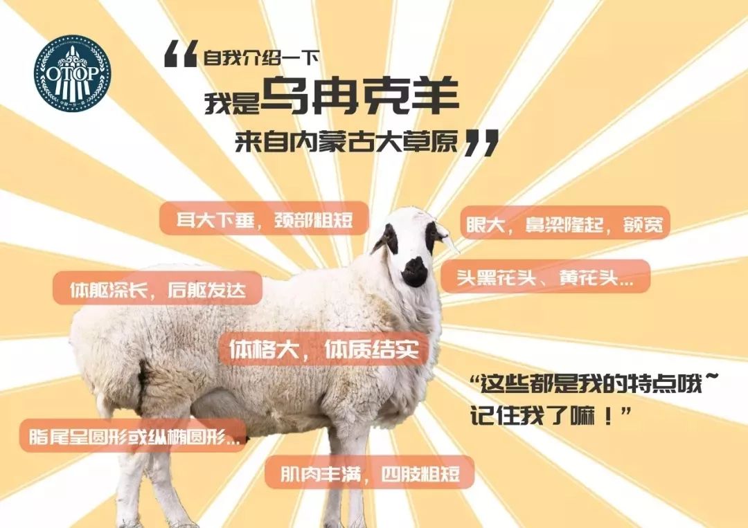 【寻找好食材】即日启程!深入锡林郭勒草原,产地直采 快上车