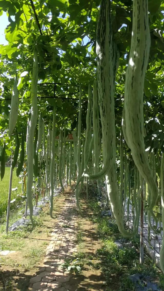 太空丝瓜种植图片