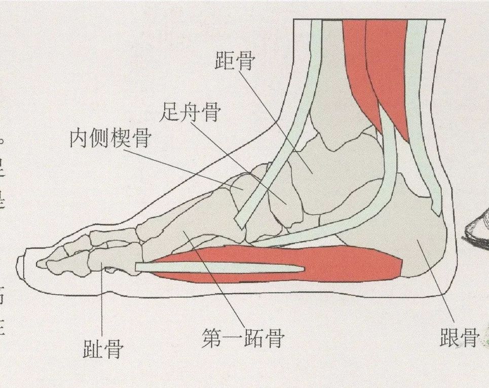 足舟骨图片 位置图图片