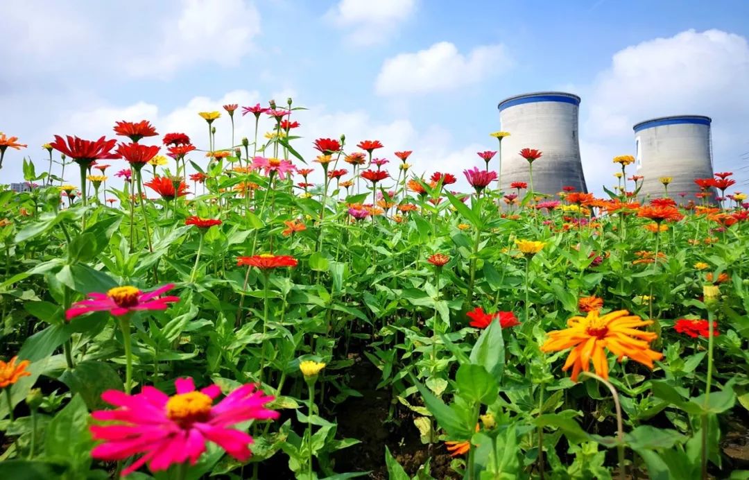 大猩猩,小松鼠西施花神,小猪佩奇迎来了第一批"入驻者"康桥花海