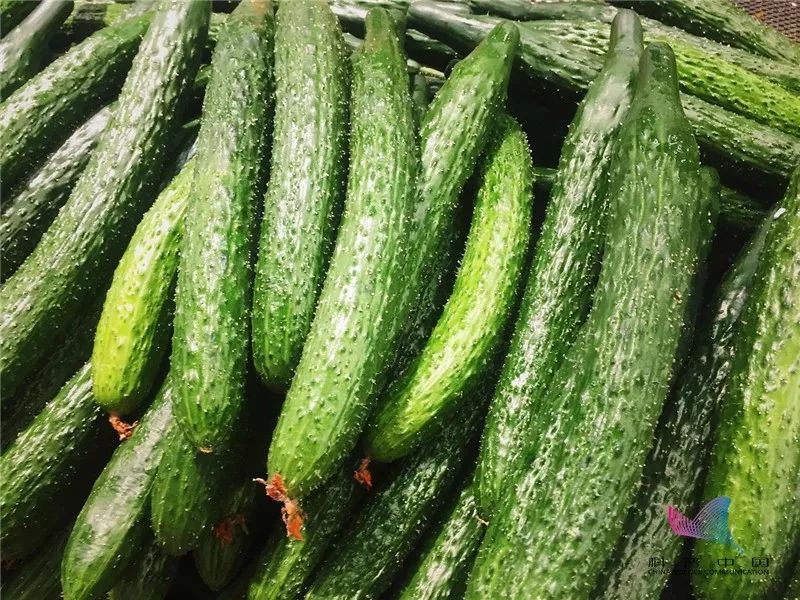 除了误食苦味丝瓜导致的食物中毒事件外,曾经还有因大量服用苦葫芦瓜