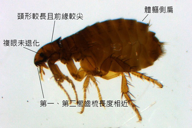 跳蚤放大20万倍的图片图片