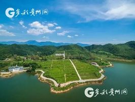 夏秋决战印江缠溪镇老茶园焕发新生机