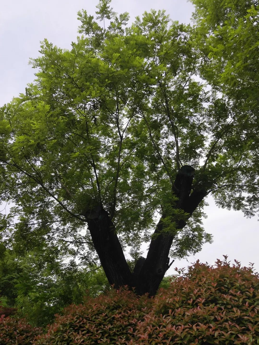 谈谈周口市树国槐——那一株根植在三川大地的大槐树